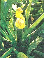 Condor zucchini. Note how easy it is to see the fruit.